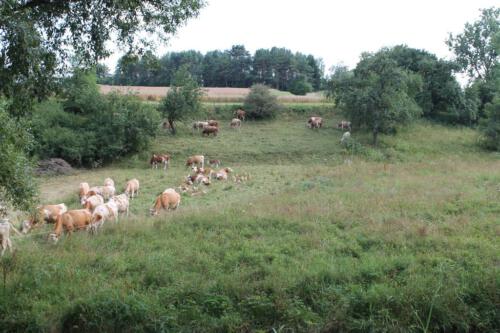 niederwasser rinder