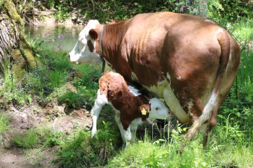 mutterkuh mit kalb