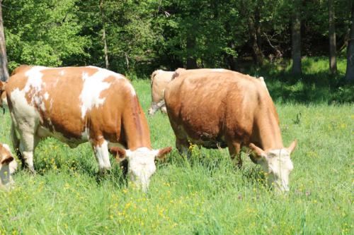 simmentaler