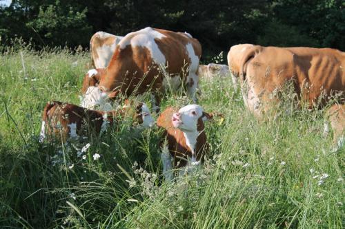 kaelber auf der weide