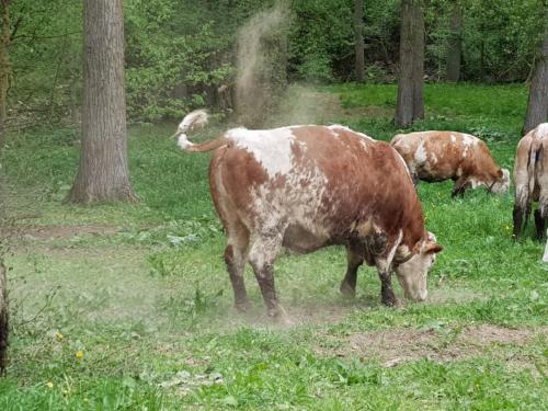 kuh auf der weide