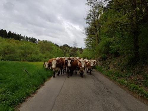 kühe auf dem weg zur weide