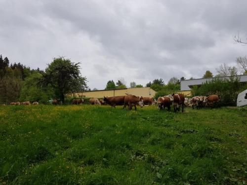 kühe auf weide