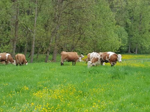 kühe beim weiden