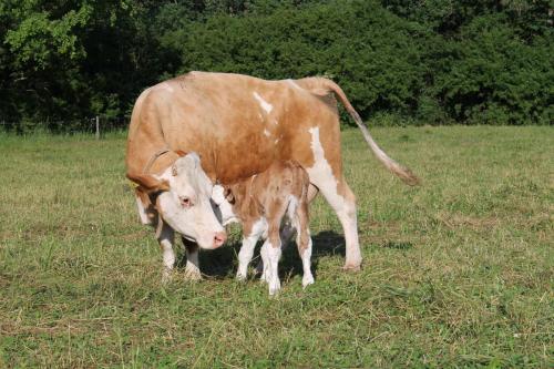 mutterkuh mit kalb