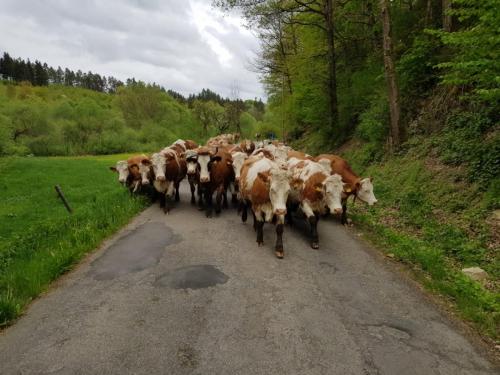 rinder auf dem weg zur weide