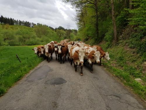 rinder auf dem weg zur weide