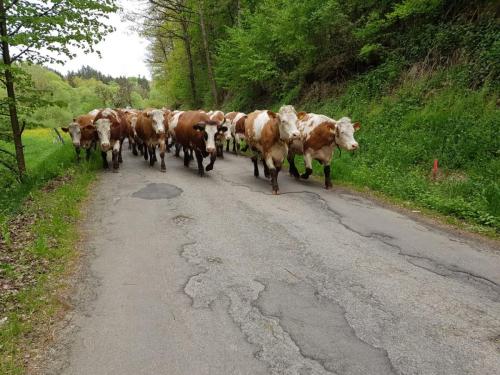 rinder auf strasse