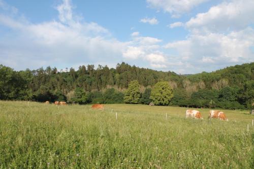 weidehaltung kälber